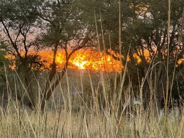 Sun setting through bushveld trees and tall grass