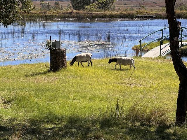 Sheep grazing beside the lily-covered farm dam and footbridge