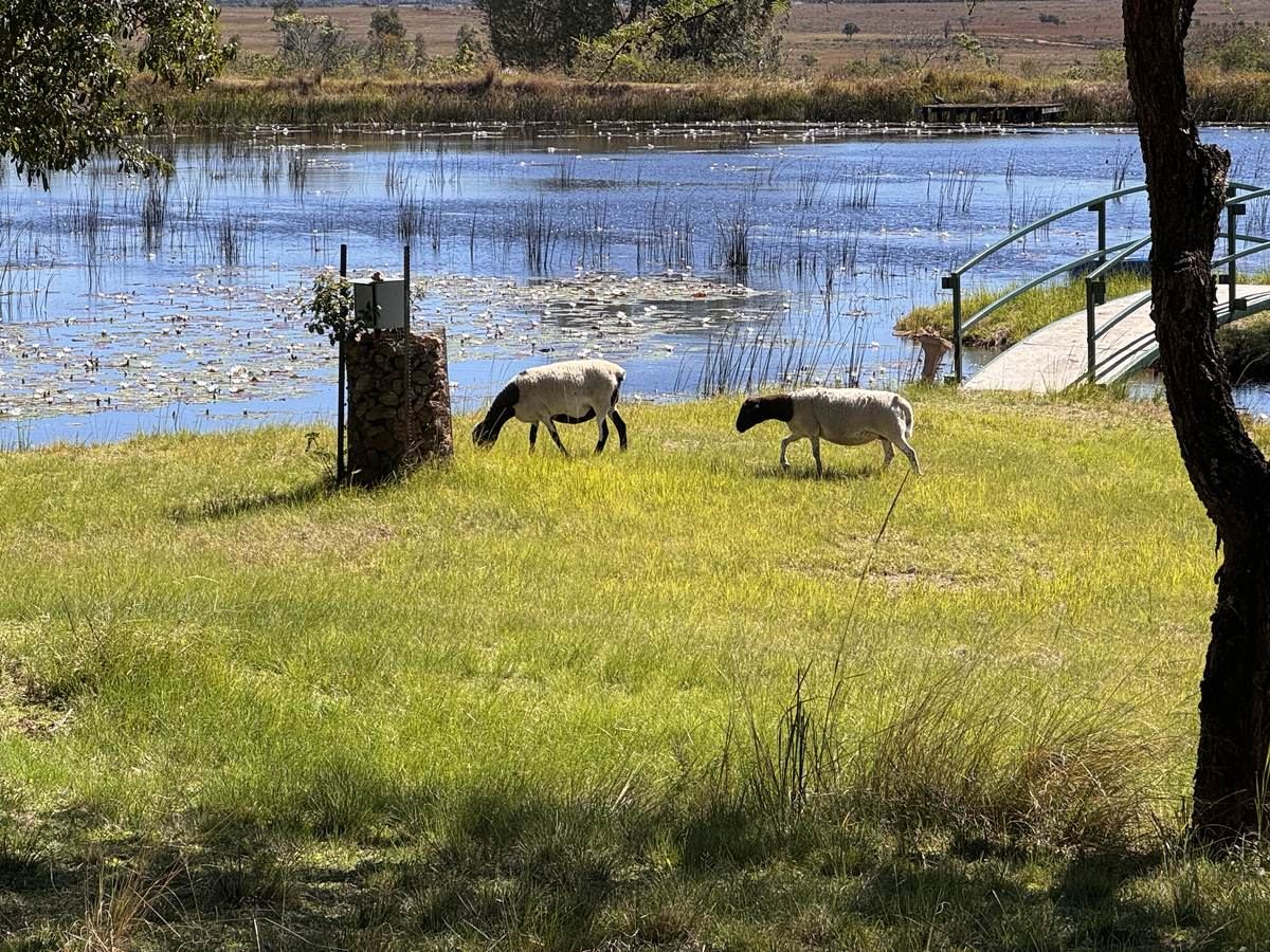 Sheep grazing beside the lily-covered farm dam and footbridge
