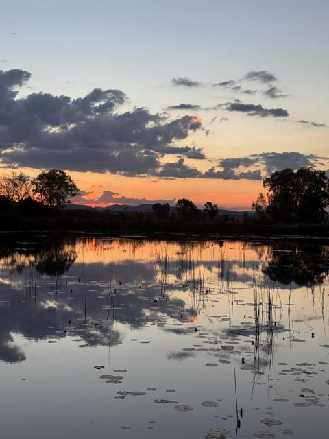 Sunset reflected in the farm dam among water lilies