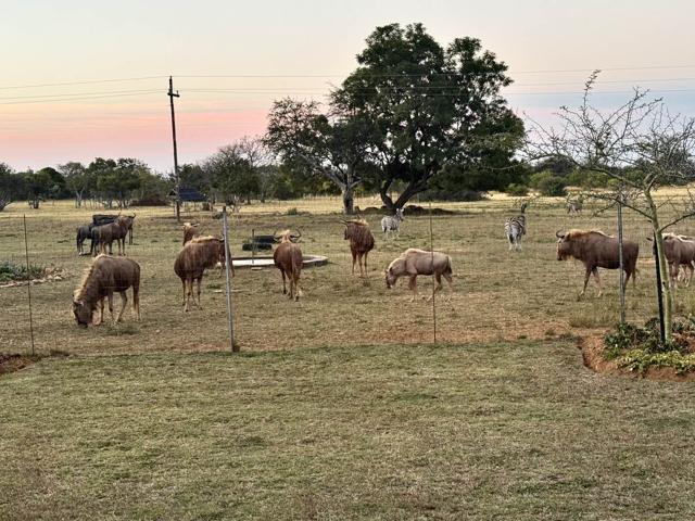 Wildebeest and zebra grazing on the farm at dusk
